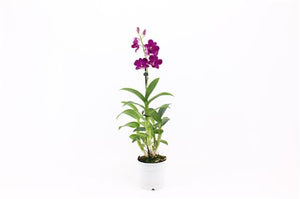Dendrobium Orchid (Dendrobium) – 12cm Pot, 75cm Tall