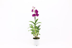 Dendrobium Orchid (Dendrobium) – 12cm Pot, 75cm Tall