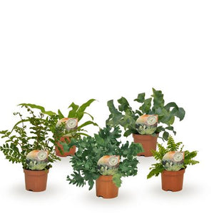 Mixed Fern Houseplant – 9cm Pot, 15cm High