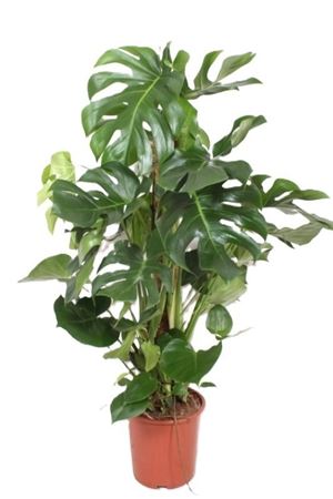 Swiss Cheese Plant (Monstera deliciosa) – 27cm Pot