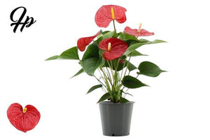Anthurium Flowering Houseplant – 12cm Pot