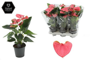 Pink Anthurium ‘Sweet Dream’ – 12cm Pot