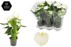 White Anthurium Houseplant (Anthurium) – 12cm Pot