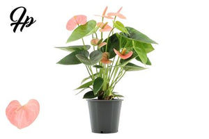 Peach and Pink Anthurium – 12cm Pot, 40cm High