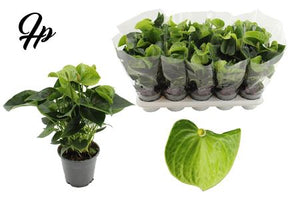 Green Anthurium (Anthurium andraeanum) – 12cm Pot