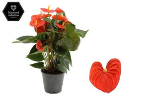 Red Anthurium (Anthurium) – 12cm Pot