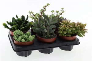 Mixed Succulent Plant Collection – 12cm Pot