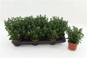 Pink Starletta Aster – 10.5cm Pot