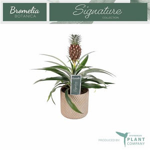 Dark Red Ananas ‘Mi Rosita’ – 12cm Pot