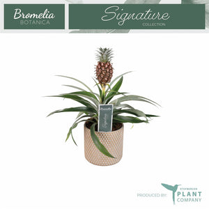 Dark Red Ananas ‘Mi Rosita’ – 12cm Pot