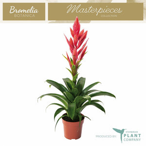 Tillandsia Ziva Air Plant – 12cm Pot, 50cm High