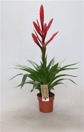 Tillandsia ‘Amorosa’ Red Flowering Plant – 12cm Pot