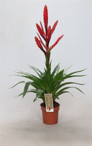 Tillandsia ‘Amorosa’ Red Flowering Plant – 12cm Pot