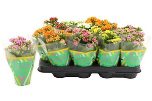 Pink Double Kalanchoe – 8cm Pot