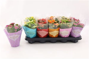 Mixed Kalanchoe Double – 10.5cm Pot