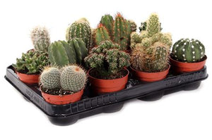 Mixed Cactus and Succulent Collection – 8.5cm Pot