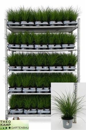 Carex brunnea Japanese Sedge – 13cm Pot