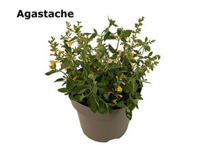 Red Mexican Hyssop (Agastache mexicana) – 19cm Pot