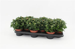 Peach Chrysanthemum – 10.5cm Pot