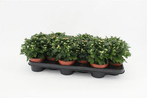 Peach Chrysanthemum – 10.5cm Pot