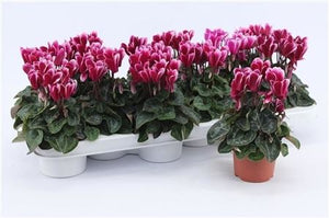 Purple and White Cyclamen persicum – 9cm Pot