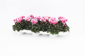 Pink and White Mini Cyclamen (Cyclamen persicum) – 9cm Pot