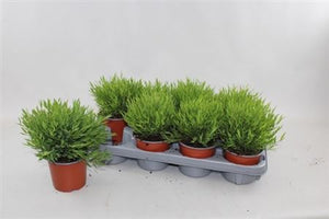 Pogonatherum ‘Monica’ – 12cm Pot