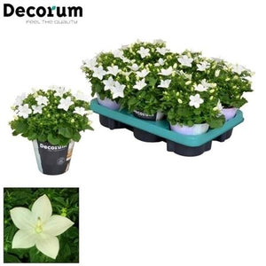 White Campanula ‘Atlanta’ – 11cm Pot