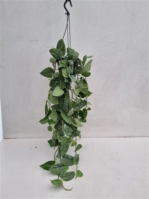 Scindapsus Trebie Hanging Plant – 14cm Pot
