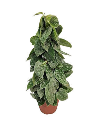 Silvery Ann Satin Pothos (Scindapsus pictus) – 15cm Pot