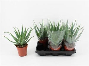 Aloe arborescens – 12cm Pot, Approx. 30cm High