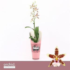 White Cambria Orchid ‘Renaissance’ – 12cm Pot