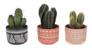 Mixed Cactus Collection in Ceramic Pot – 12cm
