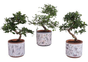 Indoor Bonsai Tree in Inca Ceramic Pot – 14cm