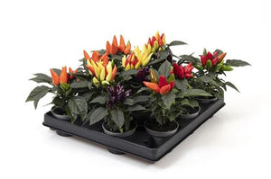 Ornamental Chilli Pepper Plant (Capsicum annuum)