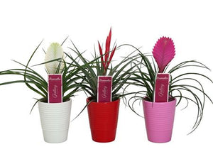 Tillandsia Air Plant Mix – 11cm Pot, 25cm High