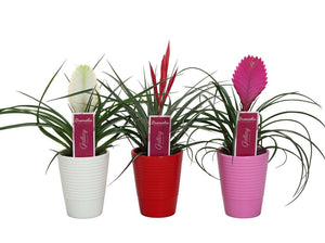 Mixed Tillandsia Air Plant Display – 11cm Ribbed Ceramic Pot