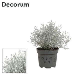 Cushion Bush (Leucophyta brownii) – 10.5cm Pot