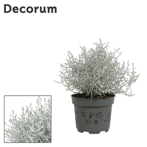 Cushion Bush (Leucophyta brownii) – 10.5cm Pot