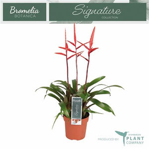 Vriesea ‘Elan’ Bromeliad – 12cm Pot, 55cm High