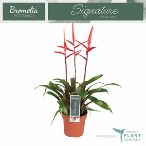 Vriesea ‘Elan’ Bromeliad – 12cm Pot, 55cm High