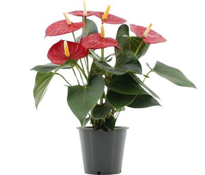 Green Anthurium (Anthurium andraeanum) – 12cm Pot