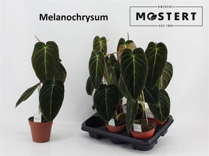 Philodendron Melanochrysum – 12cm Pot, 60cm Tall