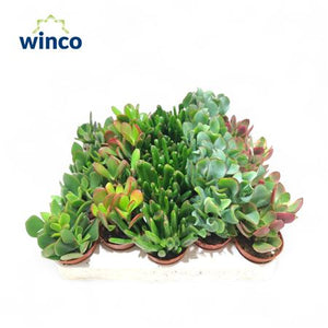 Mixed Crassula Succulent – 5.5cm Pot