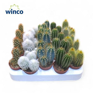 Mixed Cacti and Succulents – 5.5cm Pot