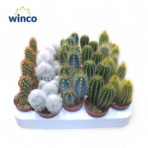 Mixed Cacti and Succulents – 5.5cm Pot