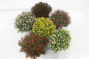 Mixed Chrysanthemum (Indicum Group) – 19cm Pot
