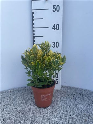 Golden Euonymus ‘Aureomarginatus’ – 13cm Pot