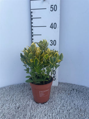 Golden Euonymus ‘Aureomarginatus’ – 13cm Pot
