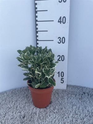 Euonymus japonicus 'Grey Beauty' – 13cm Pot